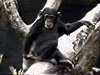 singe